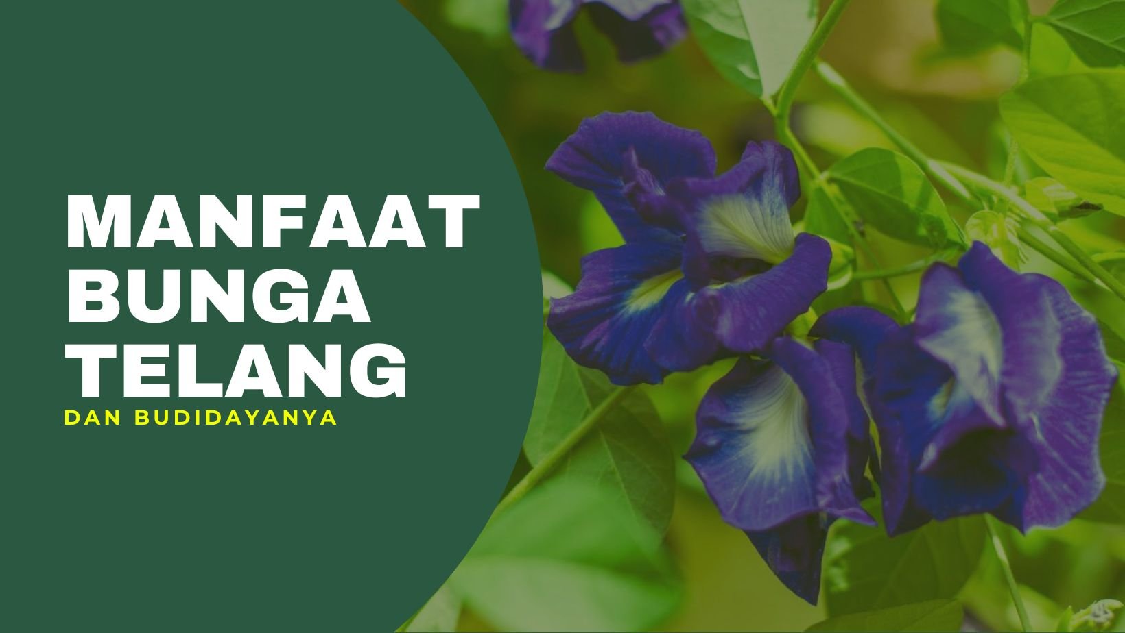 MANFAAT BUNGA TELANG BAGI KESEHATAN